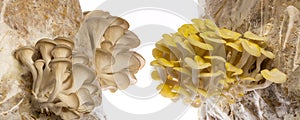 Oyster mushrooms - Pleurotus ostreatus and Pleurotus cornucopiae