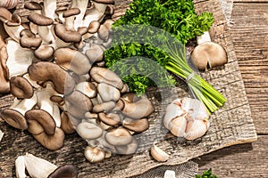 Oyster mushrooms ready for cooking. Fresh parsley, spices, garlic. Trendy hard light, dark shadows