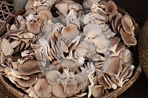 Oyster mushrooms for sale in the Phonsavan market