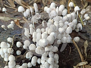 Oyster mushrooms are seen growing on the roots of a coconut tree