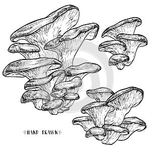 Oyster mushrooms set. Vector illustration of mushrooms on white background.