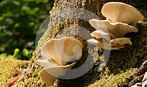 Oyster mushrooms in their natural environment.
