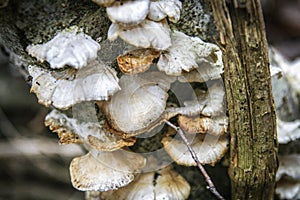 Oyster mushrooms on the tree trunk.