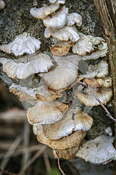 Oyster mushrooms on the tree trunk.