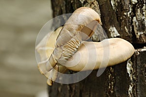 Oyster mushrooms on the tree trunk in the autumn garden