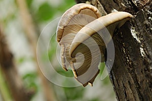 Oyster mushrooms on the tree trunk in the autumn garden