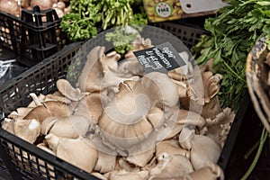 Oyster mushrooms on a vegetables stall at Borough Market in London, UK