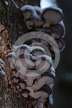 Oyster mushrooms during the winter season