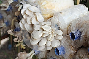 Oyster Mushrums Pleurotus ostreatus cultivated on a sack with straw.