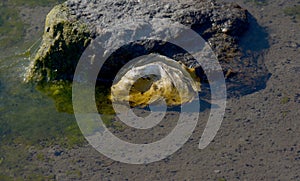 Oyster,North Frisia,North Sea,Schleswig-Holstein,Germany