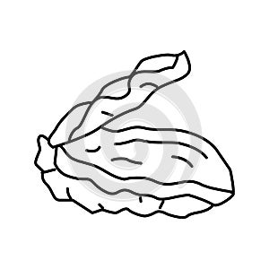 oyster opened shell line icon vector illustration