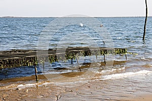 Oyster park on stilts in Bassin Arcachon bay in southwest France