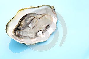 Oyster with a pearl on blue background- shallow DOF