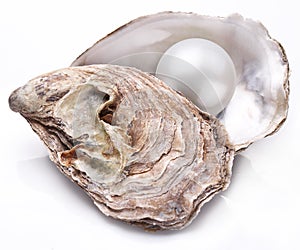 Oyster with pearl isolated.