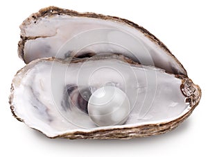 Oyster with pearl isolated.