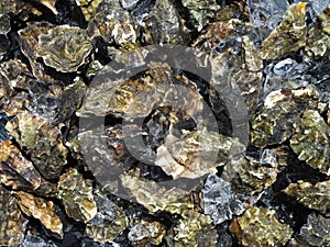 Oyster Pile