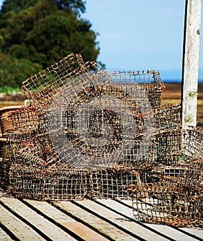 Oyster Pots