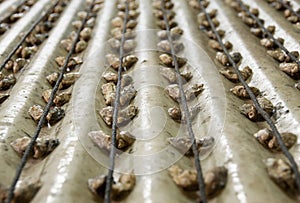 Oyster production in the oster ferm.