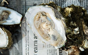Oyster Roast with Raw Oysters on Half Shell photo