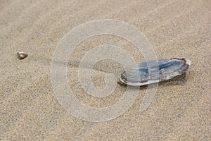 Oyster on sand after low tide, background, texture