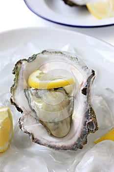Oyster served on ice with lemon