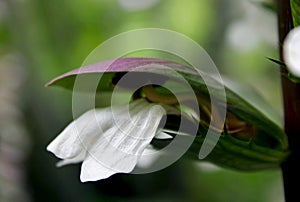 Oyster shape flower, oyster plant, Acanthus mollis