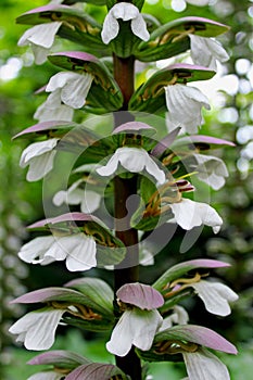 Oyster shape flower of the rare oyster plant, Acanthus mollis