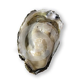 Oyster shell