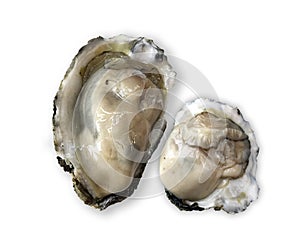 Oyster shell