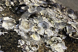 Oyster shell that is attached to the stone