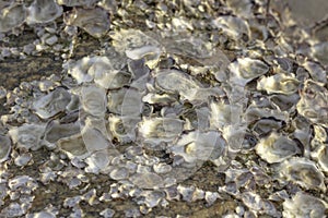 Oyster shell that is attached to the stone