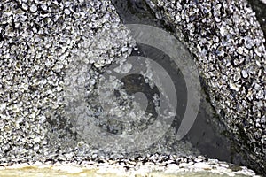 Oyster shell that is attached to the stone