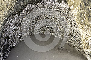 Oyster shell that is attached to the stone