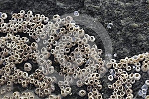 Oyster shell that is attached to the stone