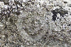 Oyster shell that is attached to the stone