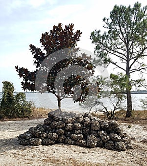 Oyster shell bags beneath tree