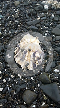 Oyster shell on beach at South Pender Island