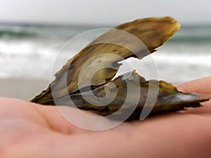 Oyster shell