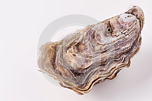 oyster shell empty close-up macro