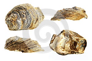 Oyster shell fossil, white background