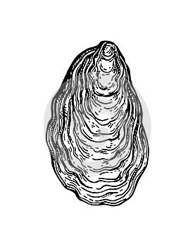 Oyster shell ink sketch.