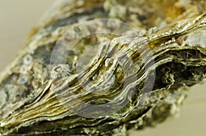 Oyster shell macro