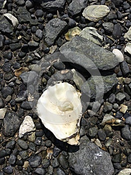 Oyster shell on the rock