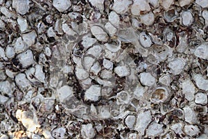 oyster shell rock solid background texture