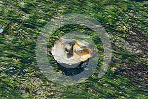 Oyster Shell in Seagrass (Zostera noltii),North Sea,Wattenmeer National Park,Germany photo