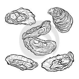 Oyster shell set. Engraved style. Isolated on white background.