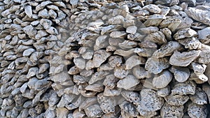 Oyster shell wall. Wall, backgrounds and textures created by the ancient oyster shell millions of years old.