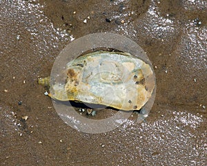 Oyster shell on wet beach sand