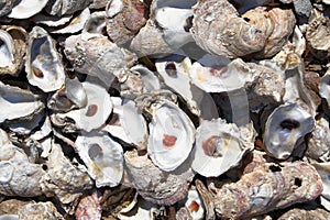 Oyster Shells photo