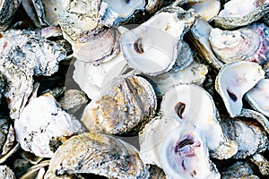Louisiana Oyster Shells photo